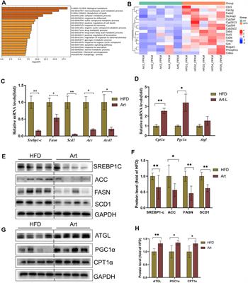 <mark class="highlighted">Artemether</mark> Ameliorates Non-Alcoholic Steatohepatitis by Repressing Lipogenesis, Inflammation, and Fibrosis in Mice